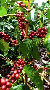 Café maduro, árbol de café London